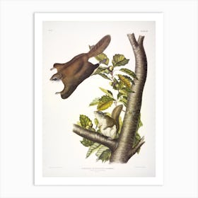 Oregon Flying Squirrel, John James Audubon Art Print