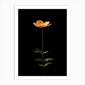 Single Flower 1 Art Print