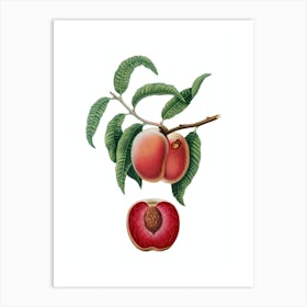 Vintage Carrot Peach Botanical Illustration on Pure White n.0444 Art Print