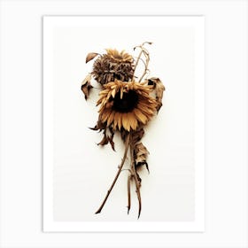 Dead Sunflowers Art Print