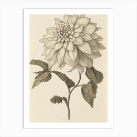 Dahlia Vintage Botanical Flower Art Print