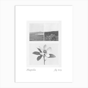 Magnolia Botanical Collage 3 Art Print