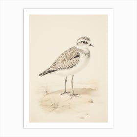 Vintage Bird Drawing Grey Plover 2 Art Print