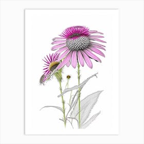 Echinacea Floral Quentin Blake Inspired Illustration 2 Flower Art Print