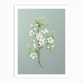 Vintage White Plum Flower Botanical Art on Mint Green n.0490 Art Print