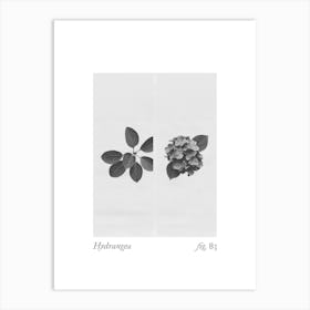 Hydrangea Botanical Collage 1 Art Print