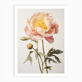 Pressed Flower Botanical Art Peony 1 Art Print