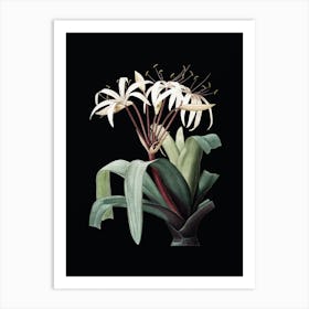 Vintage Crinum Erubescens Botanical Illustration on Solid Black n.0889 Art Print