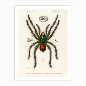 Pinktoe Tarantula (Mygalomorphae), Charles Dessalines D' Orbigny Art Print