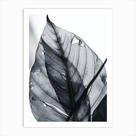 Black White Photograph Leaf Art Print