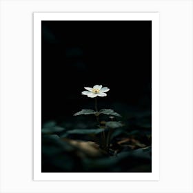 Single Flower In The Dark 13 Art Print