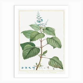 Plectranthus Fruticosus, Pierre Joseph Redoute Art Print