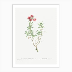 Mesembryanthemum Tuberosum, Pierre Joseph Redoute Art Print