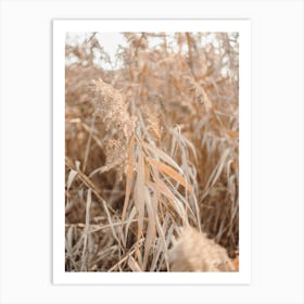 All Natural Dry Grasses In Bologna Italy  Art Print