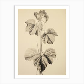 Leaf Sketch Drawing Art Print