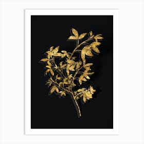 Vintage Stinking Bean Trefoil Botanical in Gold on Black n.0191 Art Print