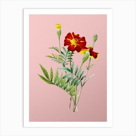 Vintage Mexican Marigold Botanical on Soft Pink n.0123 Art Print