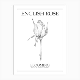 English Rose Blooming Line Drawing 4 Poster Art Print