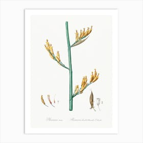 New Zealand Flax Illustration From Les Liliacées (1805), Pierre Joseph Redoute 1 Art Print