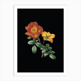 Vintage Sweetbriar Rose Botanical Illustration on Solid Black n.0583 Art Print