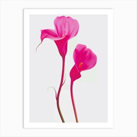 Hot Pink Calla Lily 1 Art Print