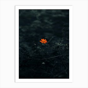 Single Flower In The Dark 45 Art Print