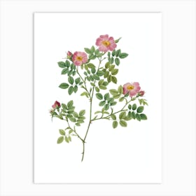 Vintage Rose Corymb Botanical Illustration on Pure White Art Print