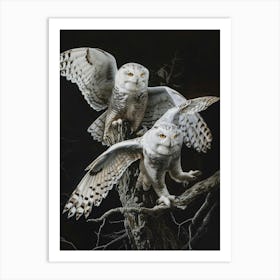 Snowy Owls 7 Art Print