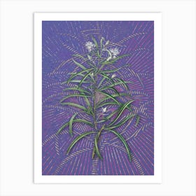 Vintage Narrow Leaved Spider Flower Botanical Illustration on Veri Peri n.0189 Art Print