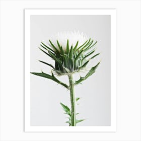 Thistle 4 Art Print