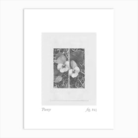 Pansy Botanical Collage 1 Art Print