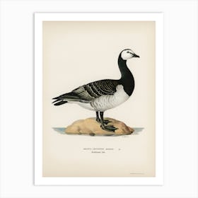 Barnacle Goose, The Von Wright Brothers Art Print