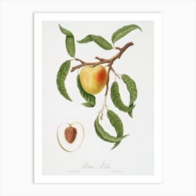 Peach (Persica Mali Formis) From Pomona Italiana (1817 - 1839), Giorgio Gallesio Art Print