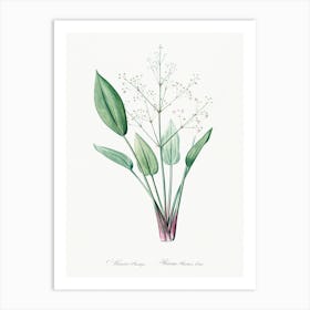 European Water Plantain, Pierre Joseph Redoute Art Print