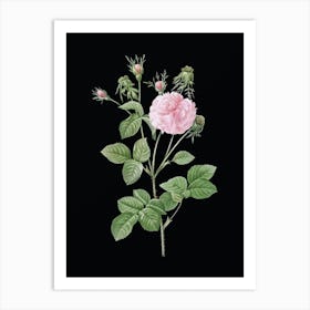 Vintage Pink Agatha Rose Botanical Illustration on Solid Black n.0651 Art Print