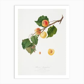 Apricot (Armeniaca Alexandrina) From Pomona Italiana (1817 - 1839), Giorgio Gallesio Art Print