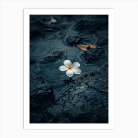 Frangipani Flower 1 Art Print