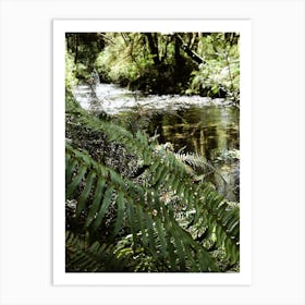 Ferns Art Print