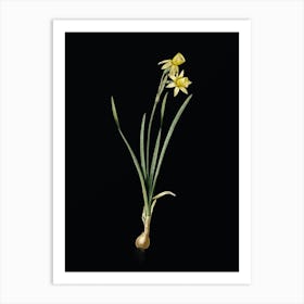 Vintage Narcissus Calathinus Botanical Illustration on Solid Black n.0551 Art Print