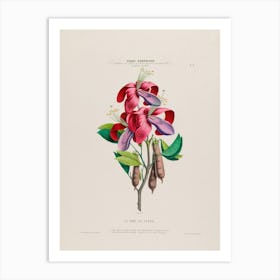 Fuchsia 3 Art Print