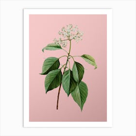 Vintage Pagoda Dogwood Botanical on Soft Pink Art Print