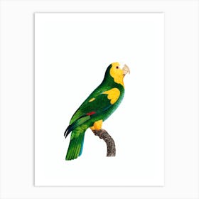 Vintage Yellow Shouldered Amazon Parrot Bird Illustration on Pure White n.0040 Art Print