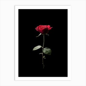 Single Red Rose Isolated On Black Background 1 Art Print