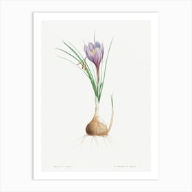 Blue Dutch iris from La Botanique de J. J. Rousseau, Pierre Joseph Redoute Art Print