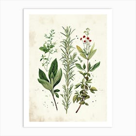 Garden Herbs Vintage Illustration 2 Art Print