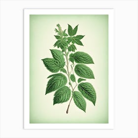 Spearmint Herb Vintage Botanical Art Print