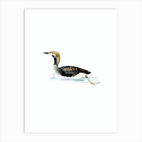 Vintage Black Throated Loon Bird Illustration on Pure White Art Print