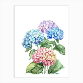 Watercolor Hydrangeas 1 Art Print