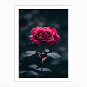 Dark Rose 53 Art Print