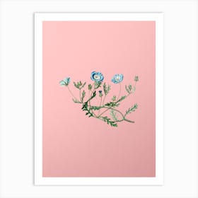 Vintage Shewy Nemophila Botanical on Soft Pink Art Print